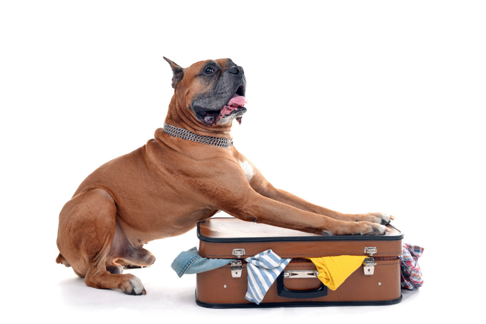 pet travel from uk to spain