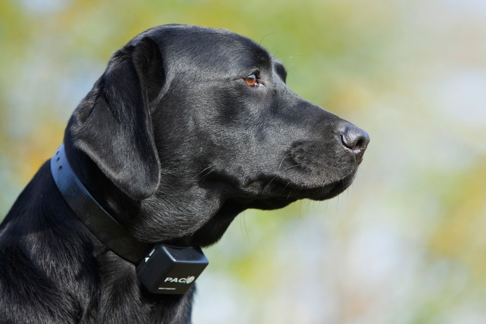 Electric shock dog collars will be banned across in the UK from February next year.