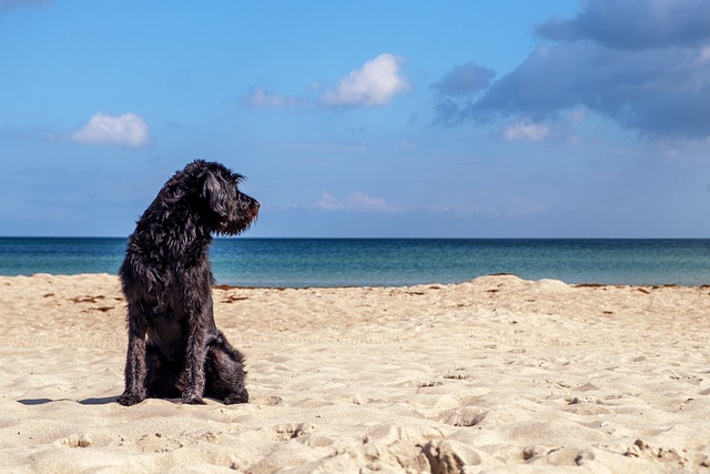 Dog Friendly Beaches in Alicante