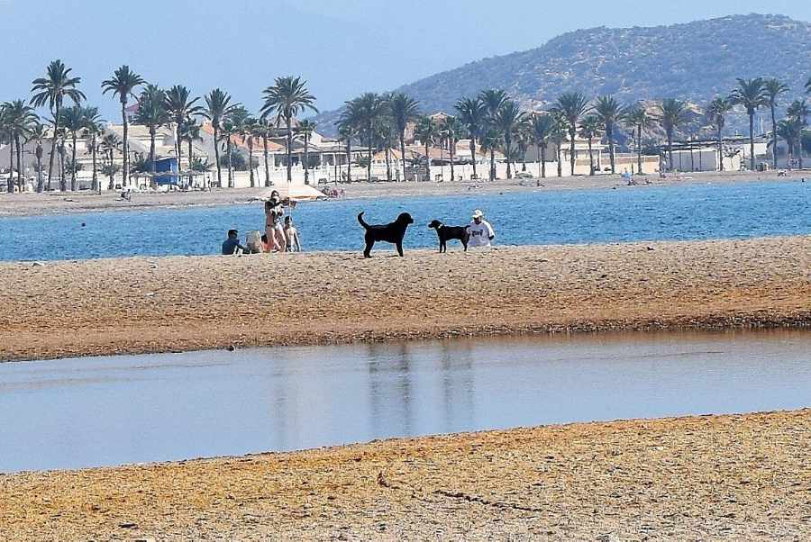 Dog Friendly Beaches In Murcia