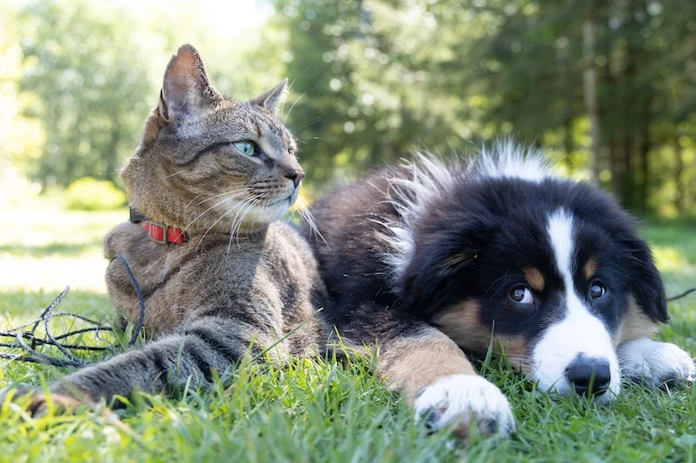 Loi sur la protection des animaux Espagne