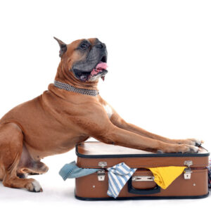 Pet Transport Spain to UK