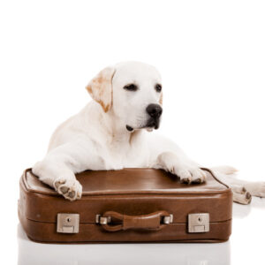 Pet Transport UK to Spain