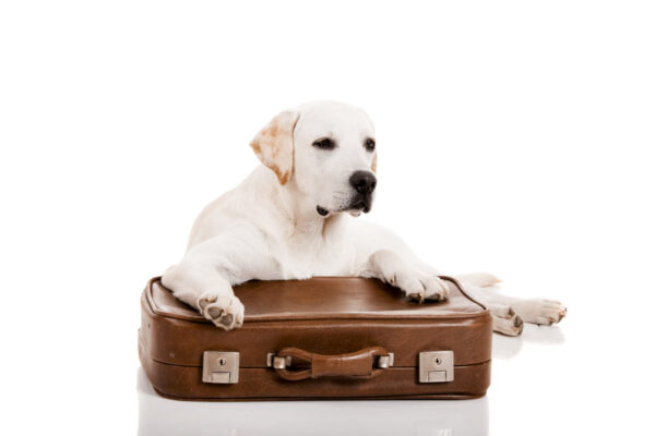 Pet Transport UK to Spain